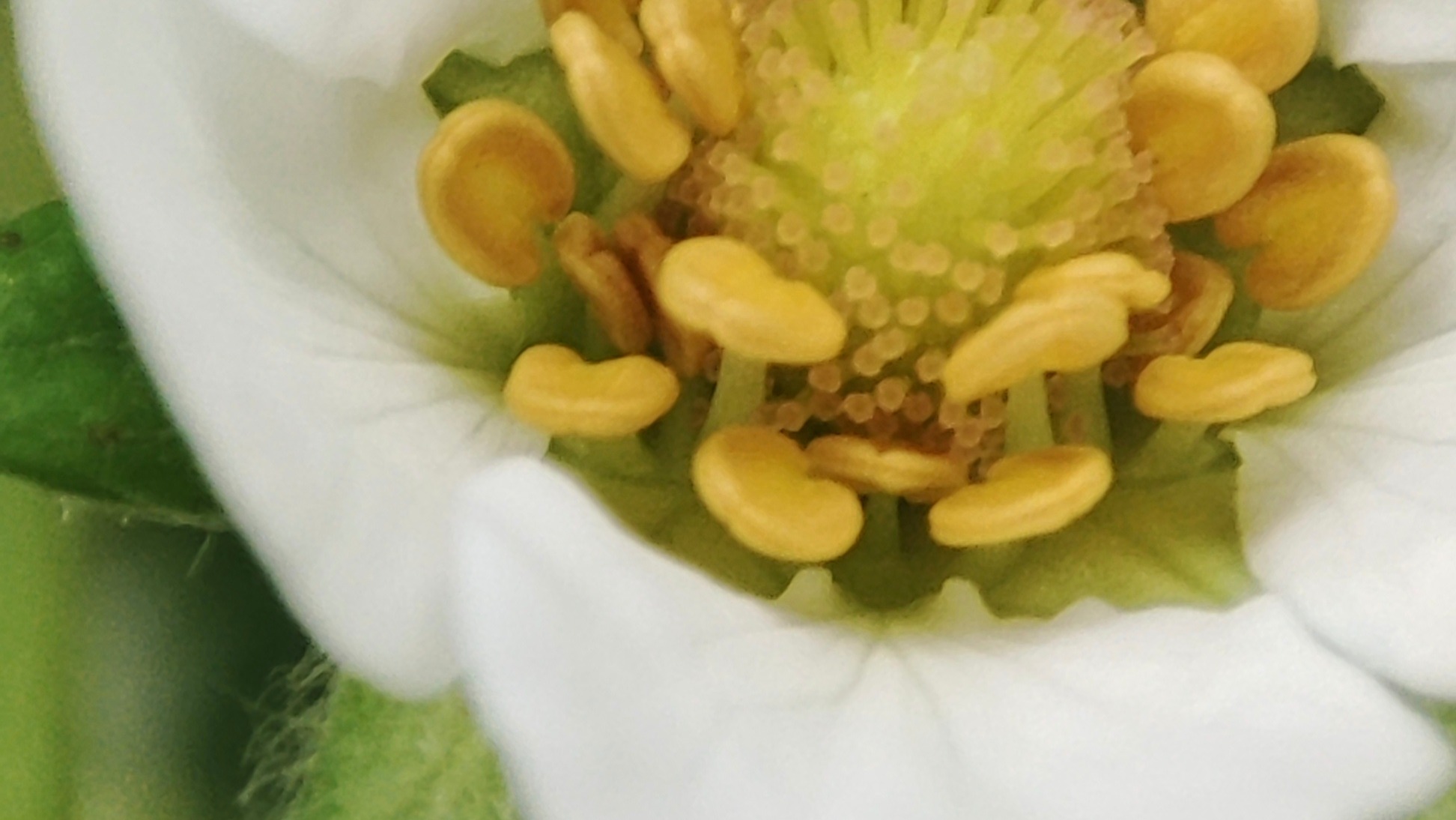 مشاوره پروش گل وگیاه